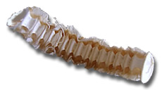 �g�؃T�����������ʐ^